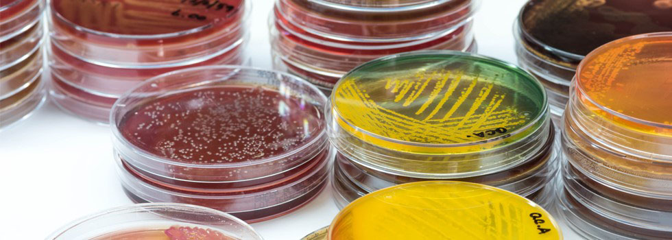 Food-microbiology-standards-A&Q